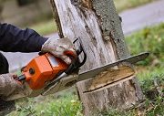Tree removal near me Maitland